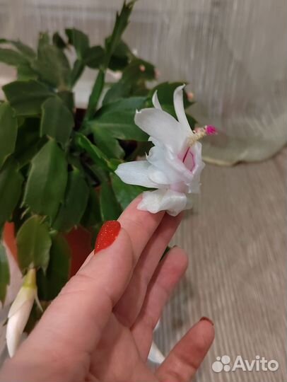 Декабрист Malissa