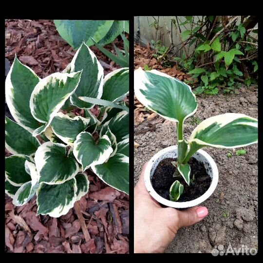 Хоста 7 видов