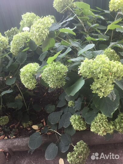 Гортензия древовидная анабель