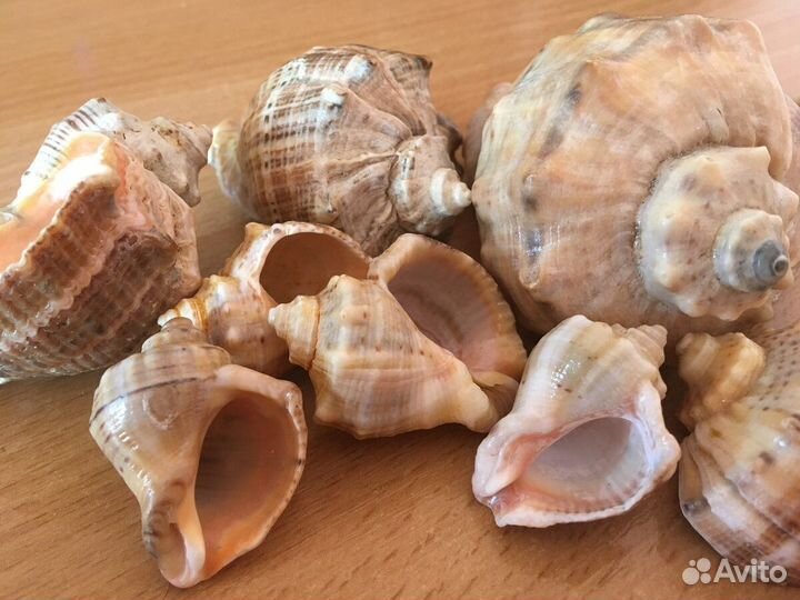 Ракушка рапан с чёрного моря