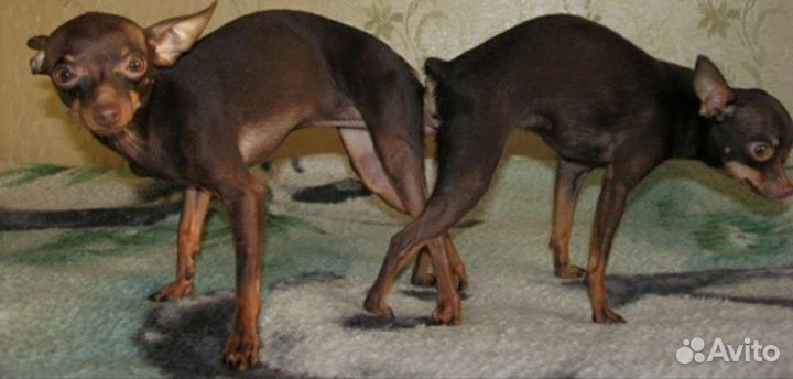 Инструктор по вязкам