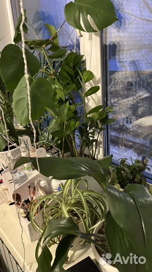 Коллекция комнатных цветов