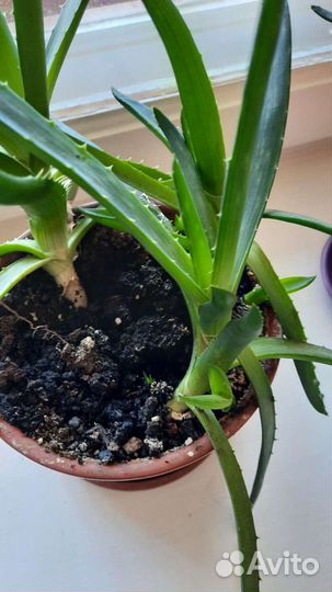 Алоэ столетник