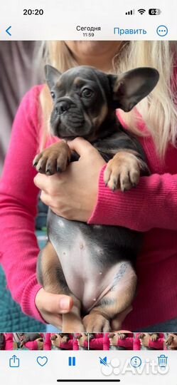 Девочка голубой подпал 3 мес, лиловая программа