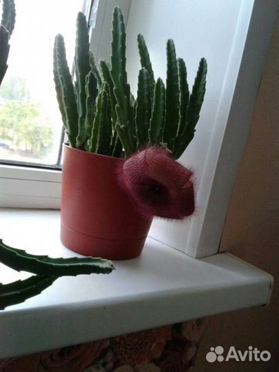 Кактусы и суккуленты