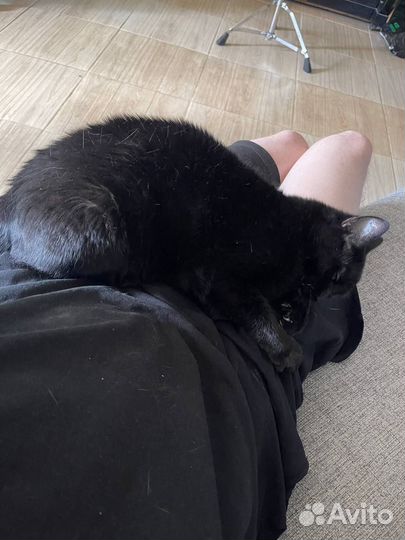 Черная Кошка Гела