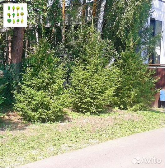 Саженцы ели с гарантией опт