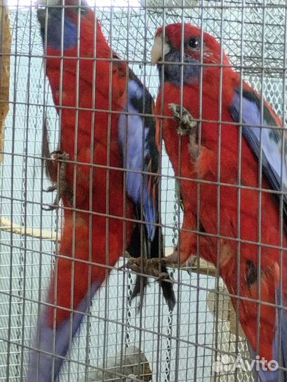 Пенант,птенцы