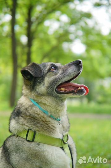 Собаки в дар бесплатно
