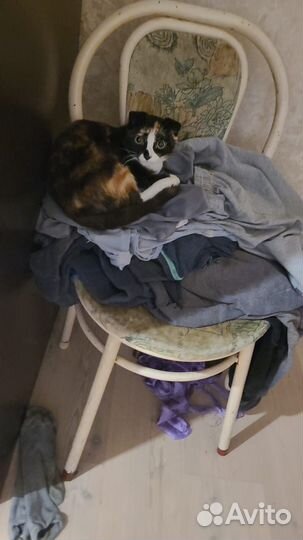 Шотландская