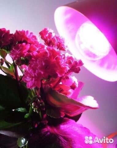 Фитолампы для растений Uniel