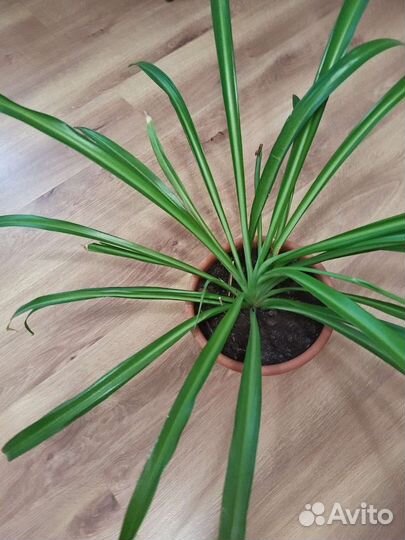 Хлорофитум два вида