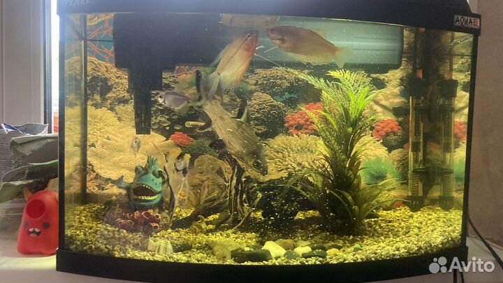 Аквариум