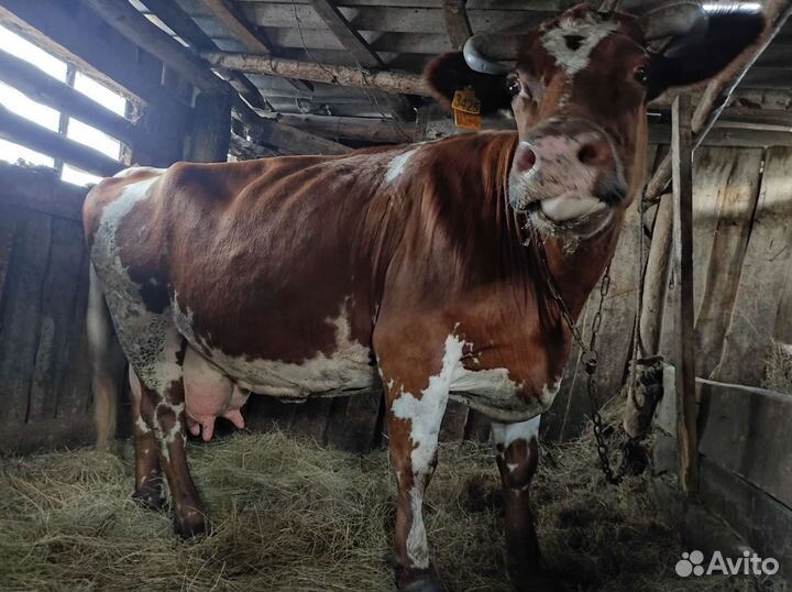 Корова Дуня