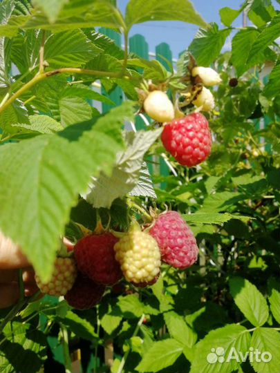 Саженцы малины