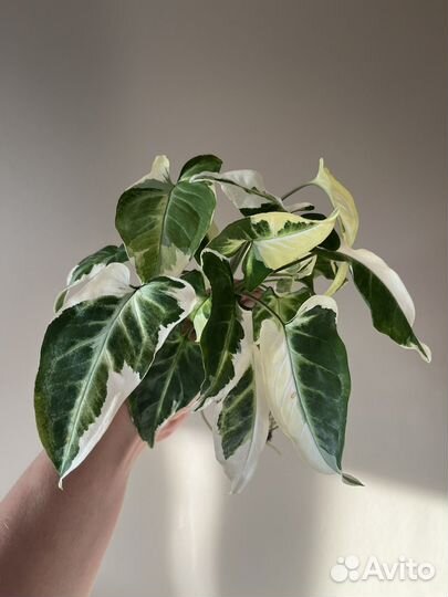 Сингониум Т 25