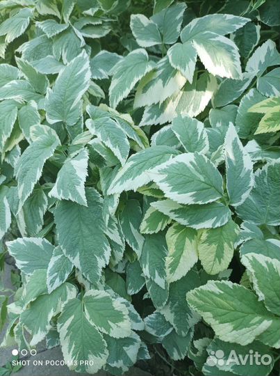 Сныть пестролистная