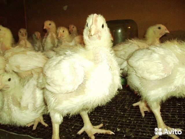 Подрощенные,Бройлер,Гусята,Утята