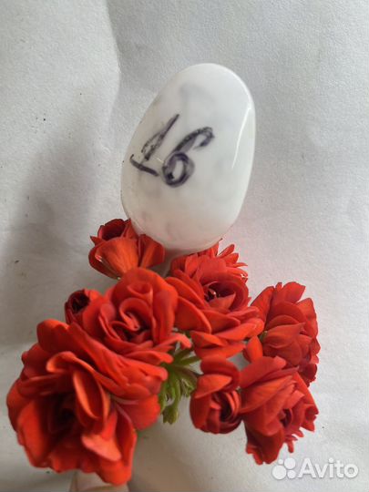 Пеларгонии укорененные черенки