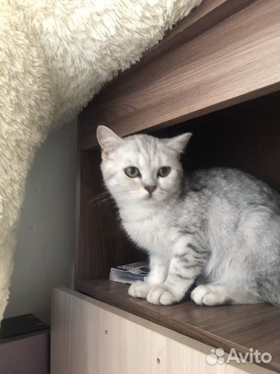 Шотланский котенок
