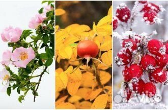 Семена шиповника