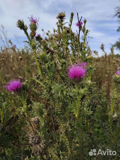 Подушка пуховая бу