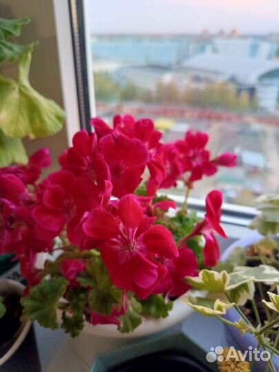 Пеларгония герань сортовая