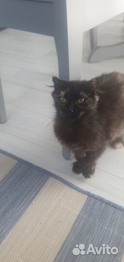 Кошка в дар