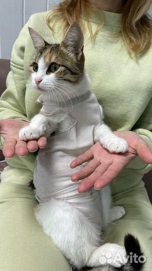 Трехцветка