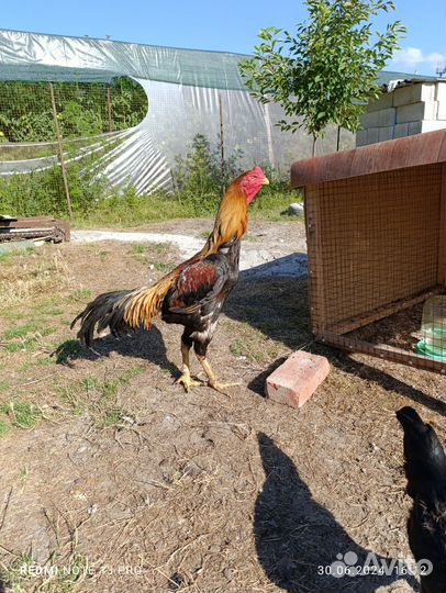 Бойцовые петухи о шамо