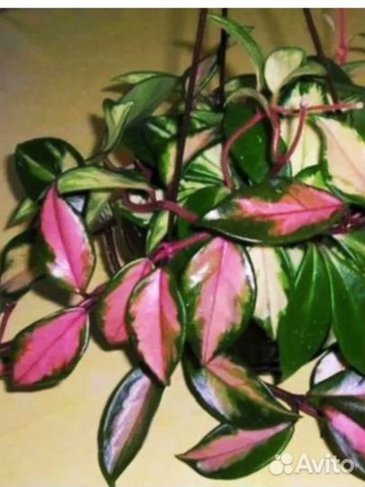 Хойя карноза триколор