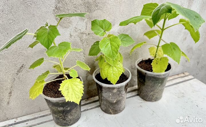 Саженцы Павловния Z07 Pao Tong (SuperHybrid)