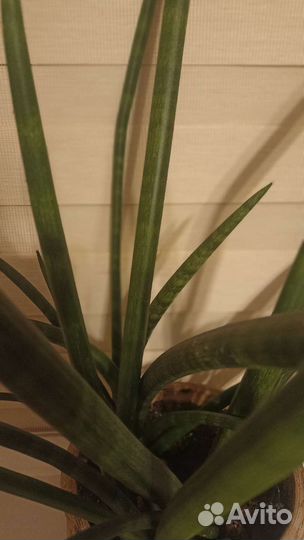 Сансевиерия