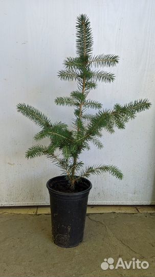 Декоративные кустарники элитных сортов для сада