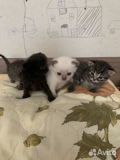 Котята в добрые руки