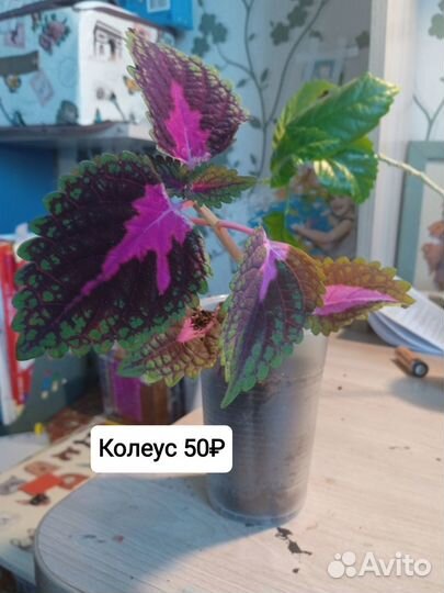 Колеус и циссус