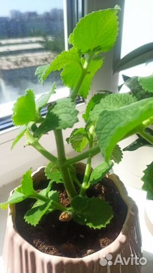 Мята комнатная