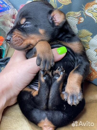 Собаки щенки добермана