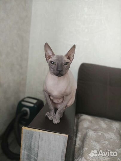 Донской сфинкс кошка