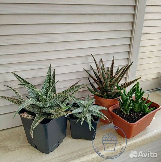 Суккуленты. Сортовые Алоэ