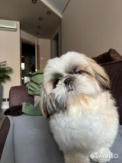 Ши-тцу вязка