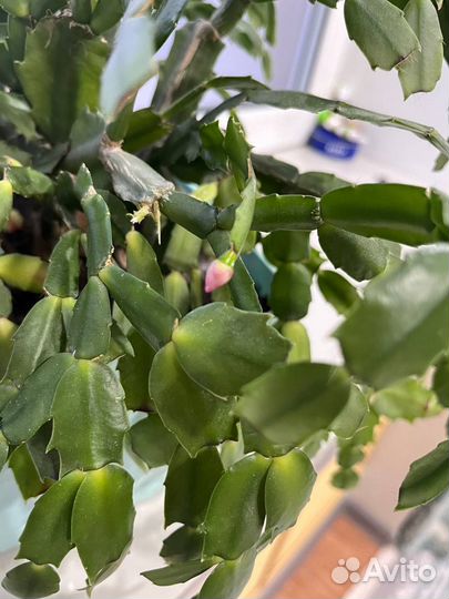 Цветок декабрист