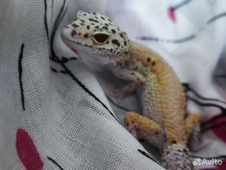 Продаётся взрослый эублефар