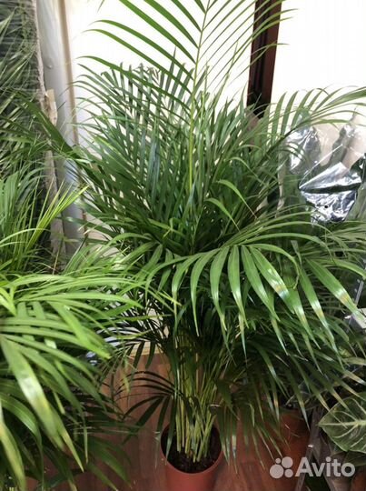 Пальма арека дипсис