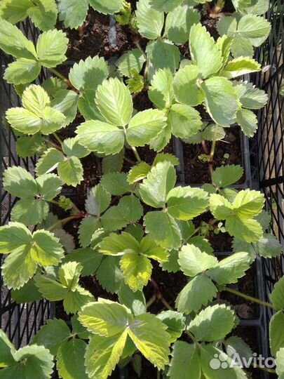 Рассада клубники разных сортов