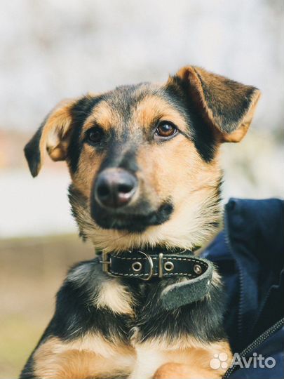 Маленький щенок из приюта в добрые руки