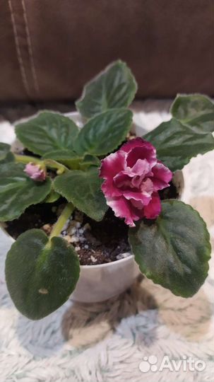 Детки сортовых фиалок