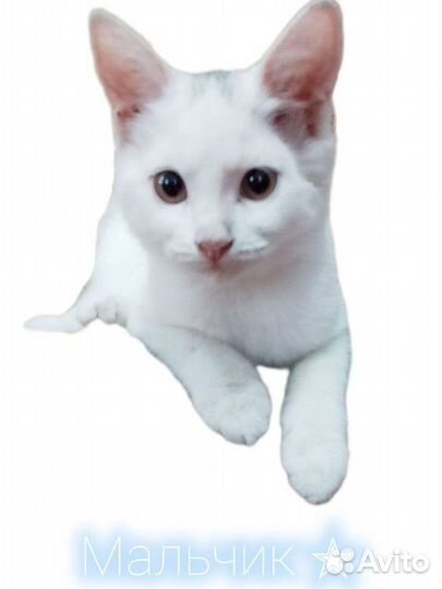 Котики ищут любящих хозяев