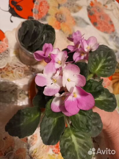 Фиалка розовая листик