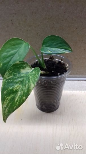 Сциндапсус золотистый эпипремнум